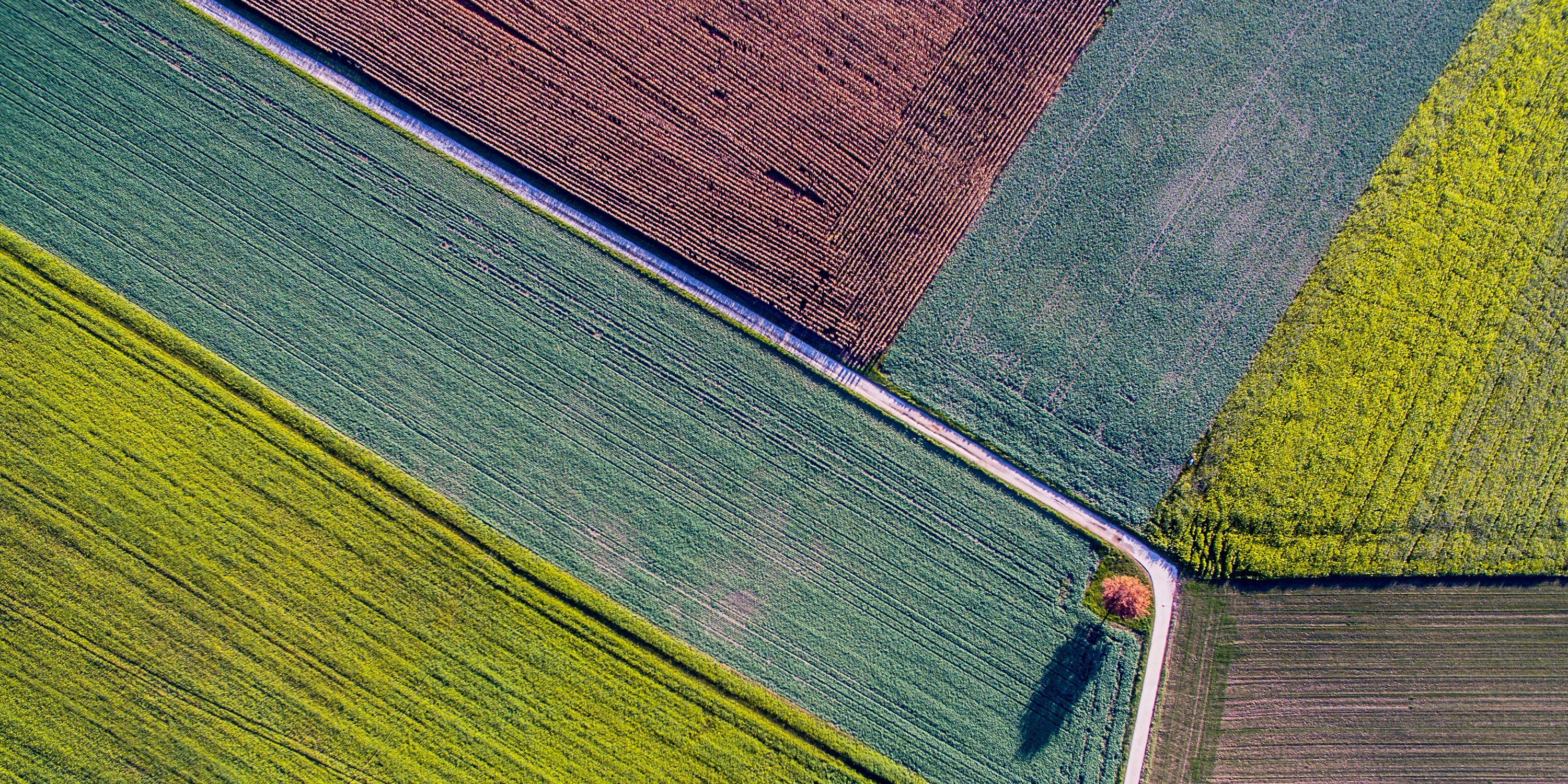 Aerial view of a field