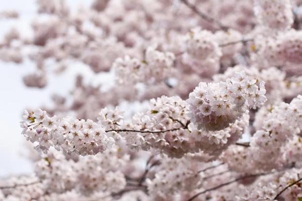 Cherry blossoms
