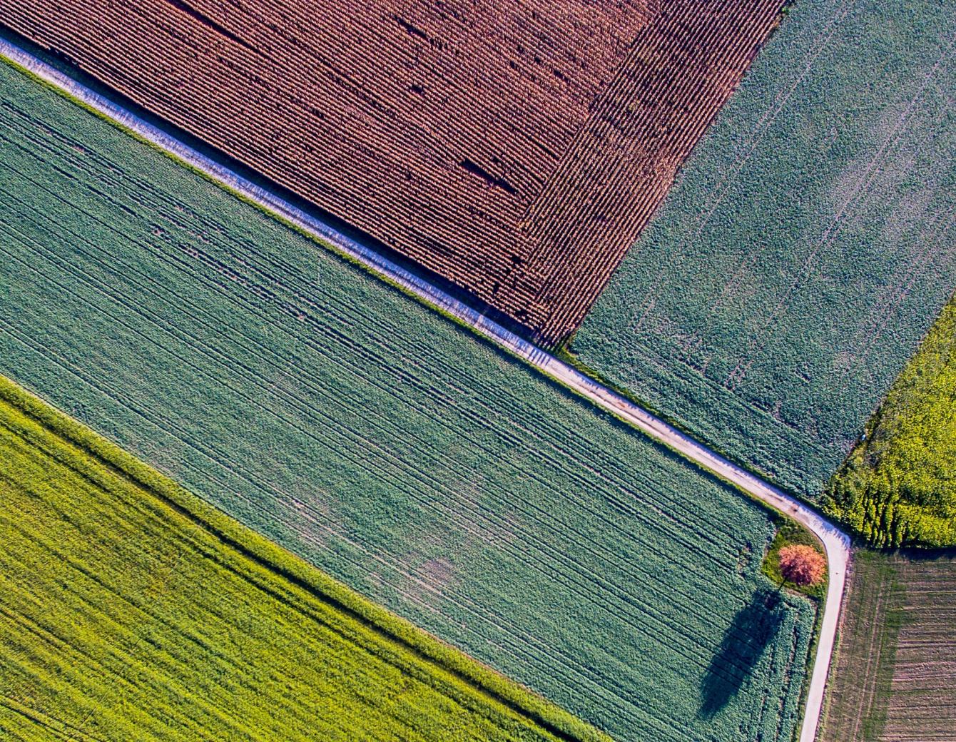 Aerial view of a field