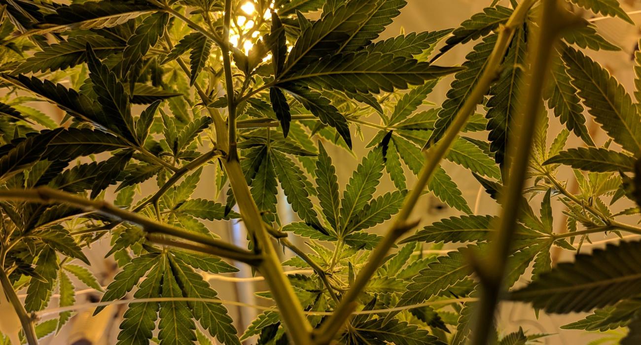 cannabis