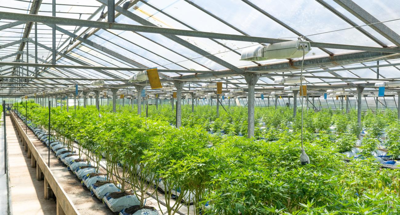Arent Fox Cannabis Practice Image